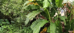 Musa
