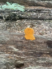 Aurantiporus croceus