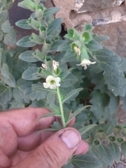 Hyoscyamus albus