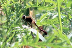 Sympetrum costiferum