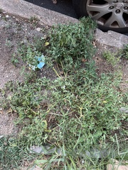 Solanum sarrachoides