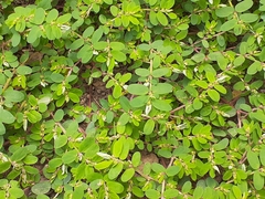 Euphorbia humistrata