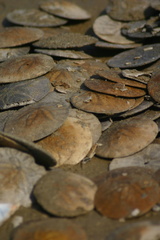 Dendraster excentricus