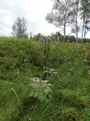 Heracleum dissectum