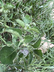 Solanum sarrachoides