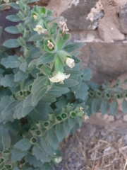 Hyoscyamus albus