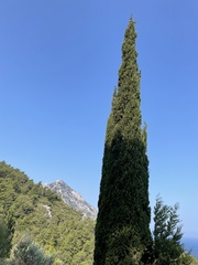 Cupressus sempervirens