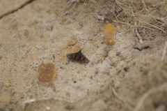 Heliothela wulfeniana