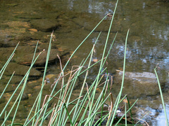 Schoenoplectus tabernaemontani