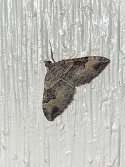 Rheumaptera meadii