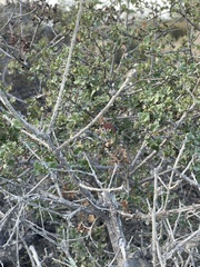 Quercus dumosa