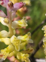 Lachenalia pallida