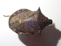 Picromerus bidens