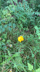Ranunculus acris