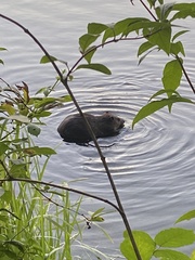 Castor canadensis