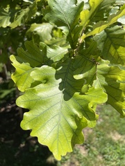 Quercus bicolor