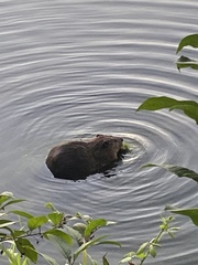 Castor canadensis
