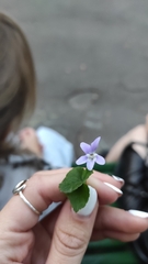 Viola reichenbachiana