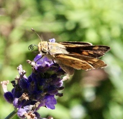 Hylephila