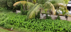 Alocasia macrorrhizos