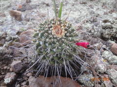 Mammillaria karwinskiana nejapensis