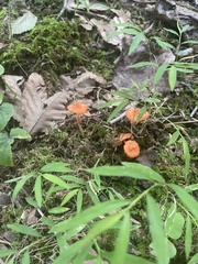 Cantharellus cinnabarinus
