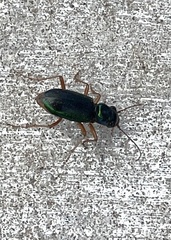 Tetracha virginica