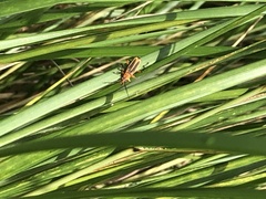 Chauliognathus marginatus