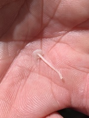 Delicatula integrella