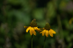 Rudbeckia californica