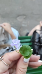 Viola reichenbachiana