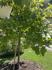 Quercus bicolor