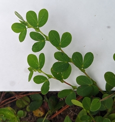 Chamaecrista rotundifolia