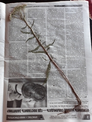 Achillea millefolium