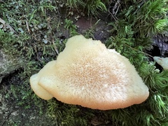 Climacocystis borealis