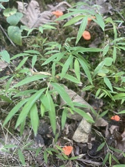 Cantharellus cinnabarinus