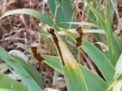 Sympetrum pedemontanum