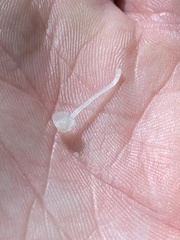 Delicatula integrella