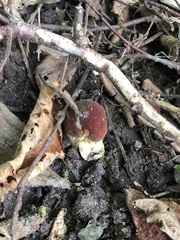 Neoboletus luridiformis