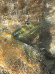 Thalassoma pavo