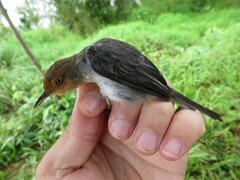 Prinia molleri