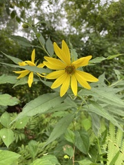Helianthus strumosus
