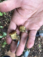 Neoboletus luridiformis