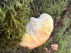 Climacocystis borealis