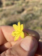 Menodora scabra