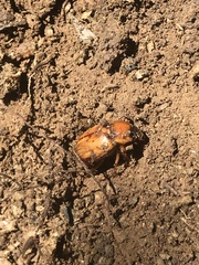 Cyclocephala
