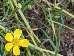 Ranunculus flammula