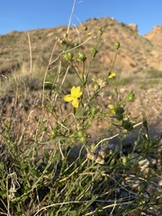 Menodora scabra