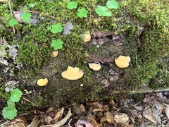 Climacocystis borealis