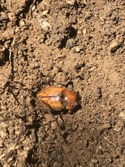 Cyclocephala
